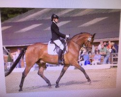 dressage horse Saturo 3 (Oldenburg, 2001, from Sandro Hit)