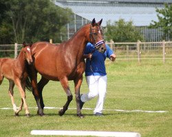 broodmare Haja Princess (Hanoverian, 2005, from Hohenstein I)