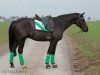 Springpferd Cambiosso (Polnisches Warmblut, 2007, von Ever For Pleasure)