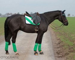 jumper Cambiosso (Polish Warmblood, 2007, from Ever For Pleasure)