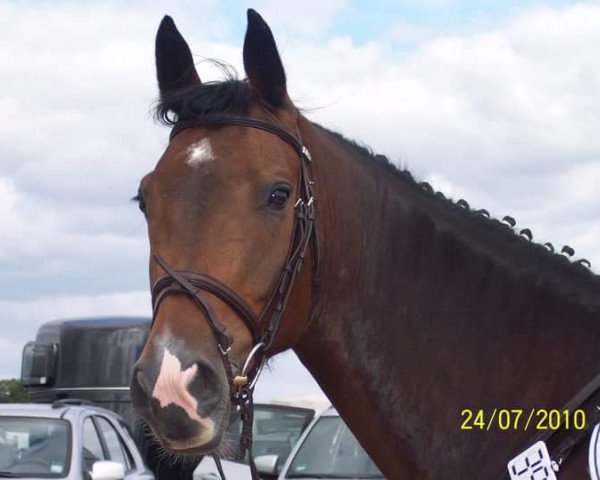 jumper Coscalou (Hanoverian, 2004, from Conteur)