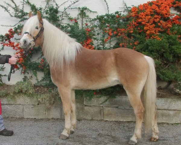 Pferd Wotan (1,17% ox) (Edelbluthaflinger, 2009, von Wildberg)