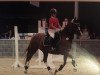 dressage horse Babylon Red Kite (Welsh-Cob (Sek. D), 1992, from Nesscliffe Goshawk)