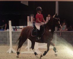 dressage horse Babylon Red Kite (Welsh-Cob (Sek. D), 1992, from Nesscliffe Goshawk)