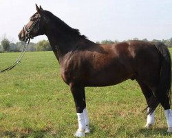 dressage horse Dorino Z (Sachse, 2005, from Doc Martens)