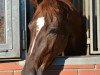 dressage horse Devido (Oldenburg, 2011, from Don Romantic)