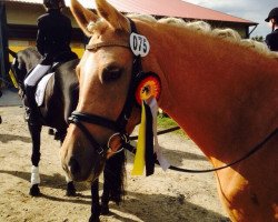 broodmare Golden Lightning 3 (German Riding Pony, 2005, from Gentleman)