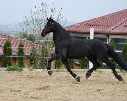 Pferd Troy fan Sweltjes State (Friese,  , von Doaitsen 420)