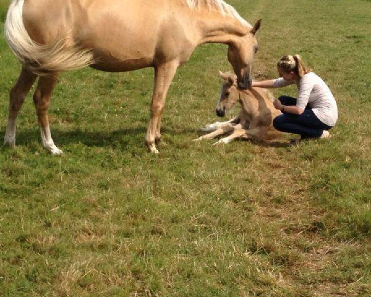 broodmare Hesselteichs Dylila (German Riding Pony, 2008, from Donnerwetter)
