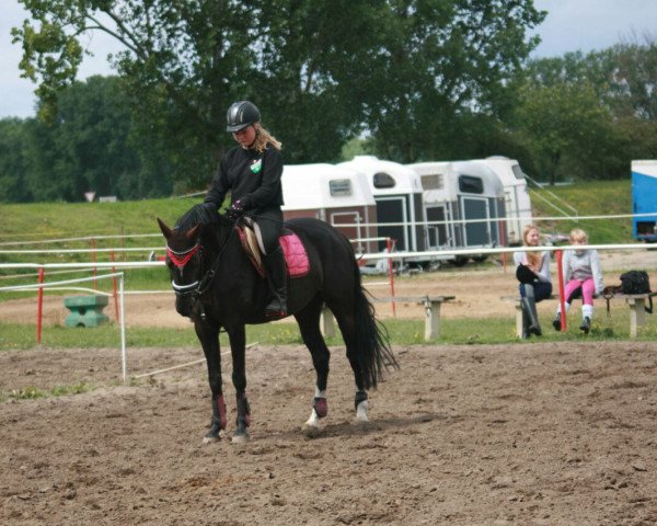 dressage horse Mette Morgenstern (Saxony-Anhaltiner Draughthorse, 2008)