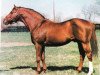 stallion Son Ange xx (Thoroughbred, 1968, from Raise A Native xx)