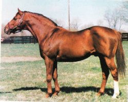 stallion Son Ange xx (Thoroughbred, 1968, from Raise A Native xx)