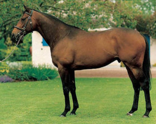 stallion Sri Pekan xx (Thoroughbred, 1992, from Red Ransom xx)