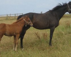 broodmare Saxenberg xx (Thoroughbred, 2004, from Foxhound xx)