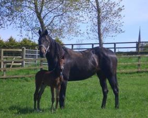 broodmare Reborn xx (Thoroughbred, 1998, from Idris xx)