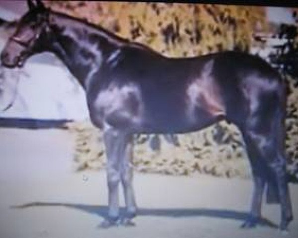 stallion Idris xx (Thoroughbred, 1990, from Ahonoora xx)