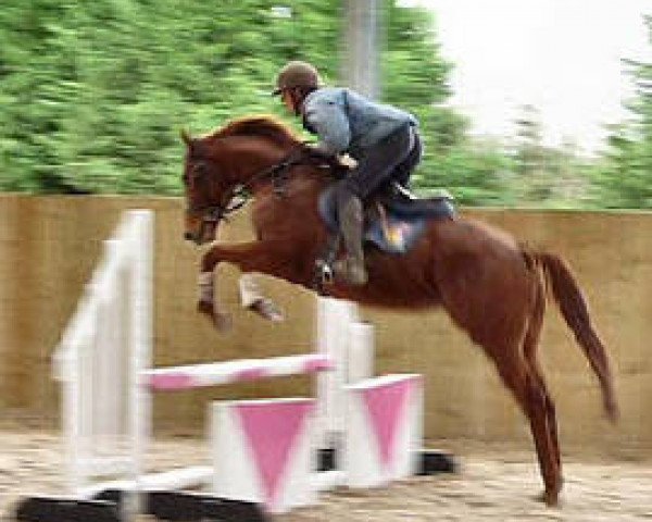 stallion Spirit Land xx (Thoroughbred, 2007, from Indian Haven xx)