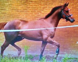 stallion Spirit Lake xx (Thoroughbred, 2012, from Spirit Land xx)