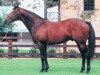 stallion Foxhound xx (Thoroughbred, 1991, from Danzig xx)