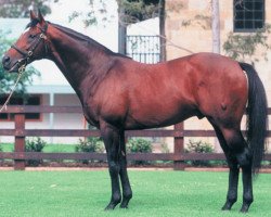 stallion Foxhound xx (Thoroughbred, 1991, from Danzig xx)