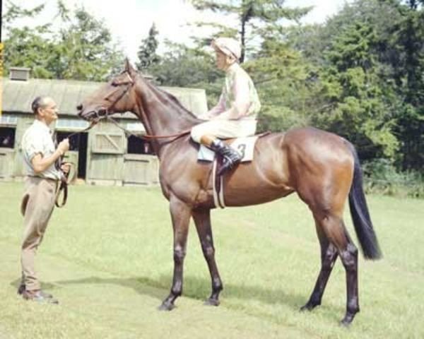 broodmare Lupe xx (Thoroughbred, 1967, from Primera xx)