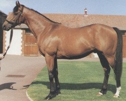 stallion Legend Of France xx (Thoroughbred, 1980, from Lyphard xx)