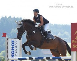 dressage horse Concella (Bavarian, 2007, from Contendro I)