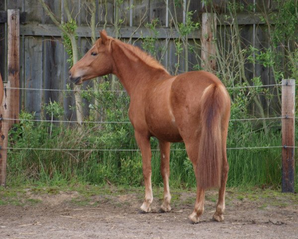 dressage horse Daisy (Hanoverian, 2013, from Krazy King)