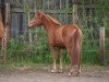 dressage horse Daisy (Hanoverian, 2013, from Krazy King)