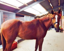 jumper Simply Natural 2 (Hanoverian, 2009, from Souvenir)