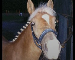 stallion Noble Star (Haflinger, 2015, from Noble Prinz (3,52% ox))