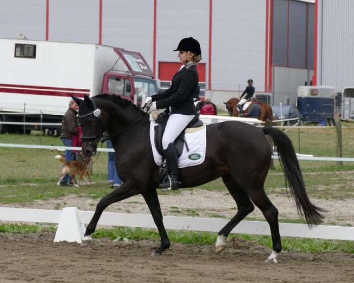 broodmare Declare (Hanoverian, 2004, from Der Lord)