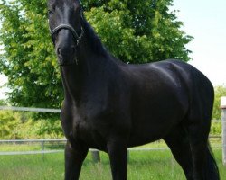 dressage horse Rubinio 64 (Oldenburg, 2008, from Rubinero 2)