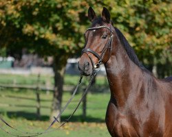 dressage horse La Layce (Oldenburger, 2003, from Lucky Ghost)