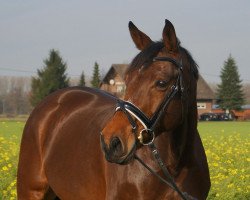 dressage horse Feuerstrahl N (Westphalian, 2005, from Fiano)