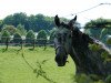 Springpferd Chevalier de Charmeur (Holsteiner, 2009, von Cancara)