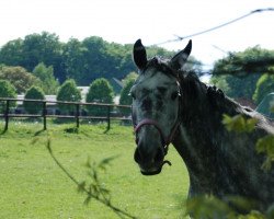 Springpferd Chevalier de Charmeur (Holsteiner, 2009, von Cancara)