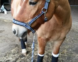 dressage horse Czandro (Haflinger, 1996, from Czacco (12,5% ox))