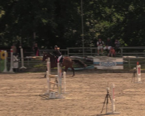 Reitturnier Lgl.-Oberhain, B95 2020