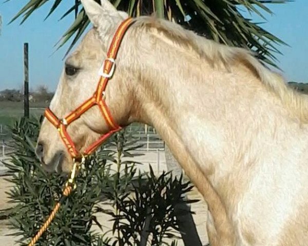 horse SANDALO DOS C (Lusitano, 2006)