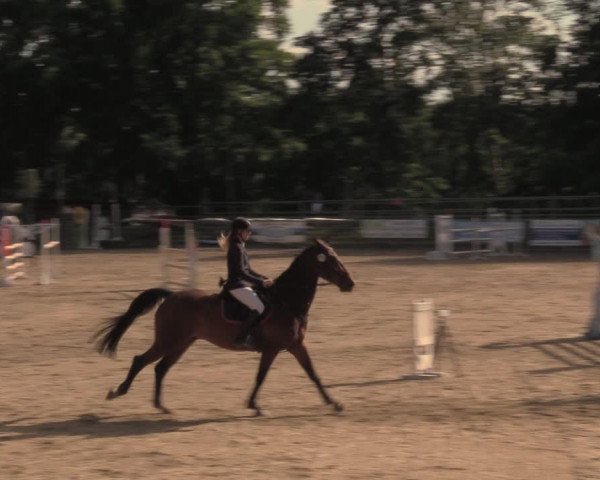Reitturnier Lgl.-Oberhain, B95 2020
