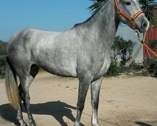 horse CABRIOLA CR (Pura Raza Espanola (PRE), 2011)