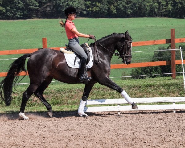 dressage horse Chequilla S (Hanoverian, 2010, from Chequille 2)