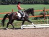 dressage horse Chequilla S (Hanoverian, 2010, from Chequille 2)