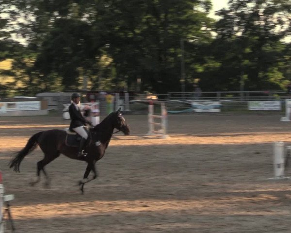 Reitturnier Lgl.-Oberhain, B95 2020