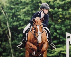 dressage horse Potter K (German Riding Pony, 2003, from Pilgrim’s Red)