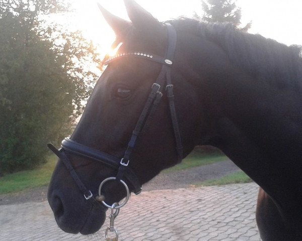 dressage horse Rosalyn 4 (Westphalian, 2007, from Rosario)