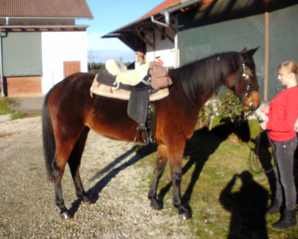 dressage horse Chery (Traber, 2011)