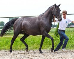 dressage horse Renaissance M (Holsteiner, 2001, from Lorentin I)