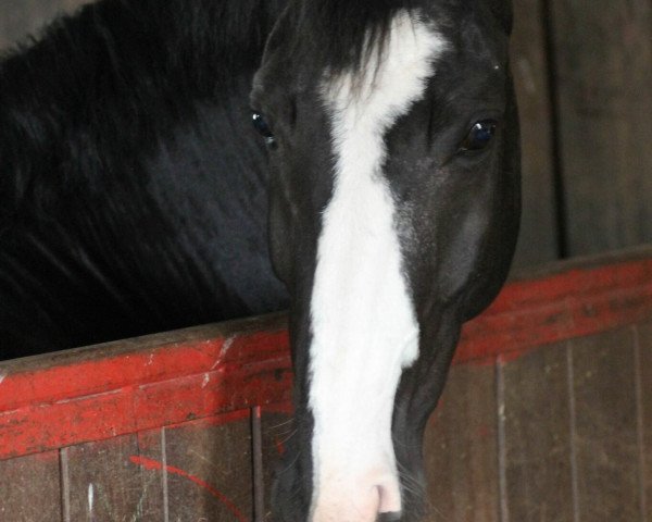 dressage horse Domino DB (Westphalian, 2006, from Don Marco 3)